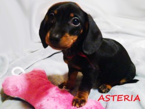 Asteria