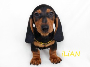 ILIAN 10 i pół tygodnia