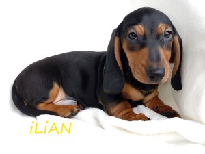 ILIAN 10 i pół tygodnia