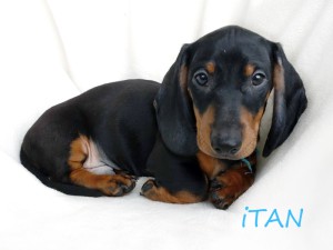 ITAN 10 i pół tygodnia