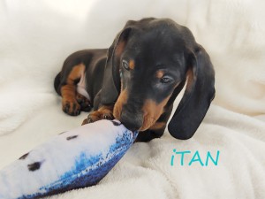 ITAN prawie 12 tydzień