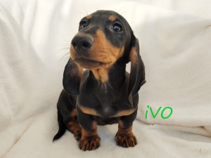 IVO prawie 12 tydzień