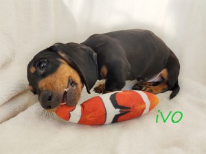 IVO prawie 12 tydzień