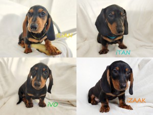 Jamniki czarne podpalane