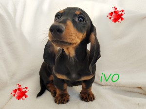 IVO
