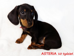 10 tydzień Asteria