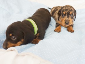 Jamniczki 4 tydzień