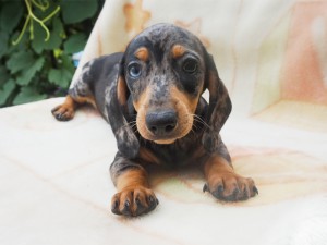 Giovanna 2_miesiące