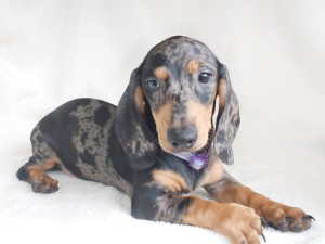 Giovanna 3 miesiące (13 tygodni)