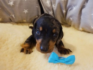 4 tydzień Valentino