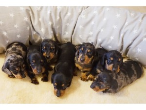 4 tydzień Siedmioraczki