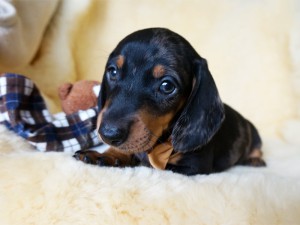 Valentino 6 tydzień