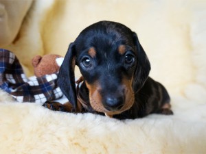 Valentino 6 tydzień