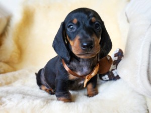 Valentino 6 tydzień