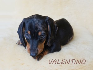 Valentino 8 tydzień