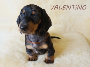 Valentino 8 tydzień