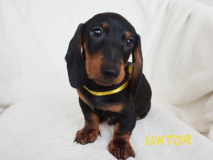 Viktor 2 miesiące
