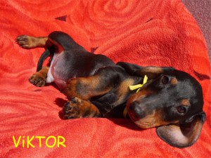 Viktor 2 i pół miesiąca