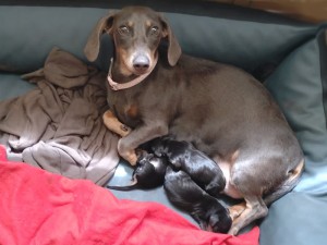 Mamusia z maluszkami