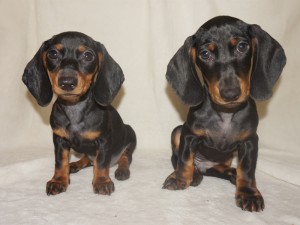 Gabriella i Gilberto