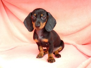 GABRIELLA (Gabriela) 