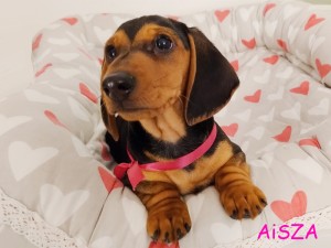 AiSZA - dziewczynka 3