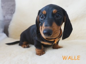 WALLE