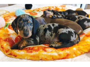 Nikolas, Nela, Nina, Nila