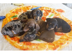 Nikolas, Nina, Nela, Nila