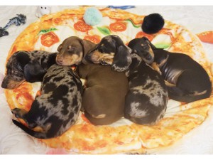 Nikolas, Nela, Nina, Nila