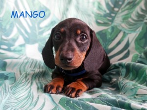 MANGO