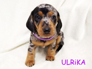 Suczka ULRiKA