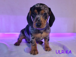 Suczka ULRIKA