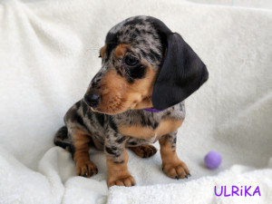 Suczka ULRIKA