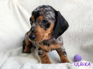 Suczka ULRIKA