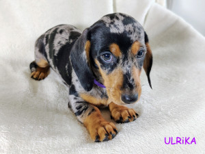 Suczka ULRIKA