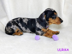 Suczka ULRIKA