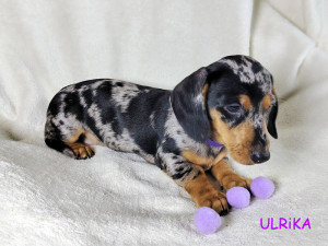 Suczka ULRIKA