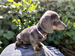 BLUE TANZANITE ♀