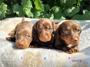 Samce