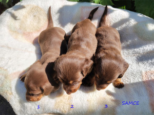 Samce 