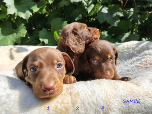 Samce