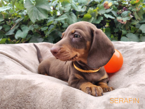 SERAFIN ♂