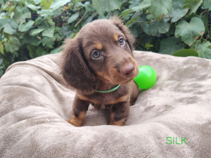 SILK ♂