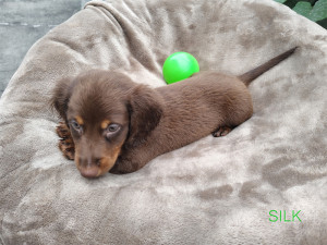 SILK ♂