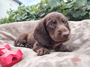 SURI ♀