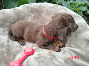 SURI ♀