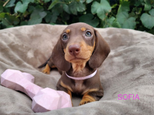 SOFIA ♀