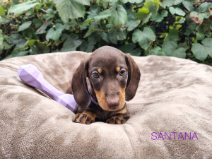 SANTANA ♀