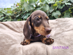 SANTANA ♀